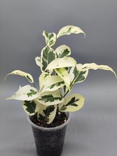 Ficus Benjamina "De Gantel"