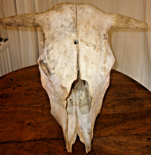 Großer alter Tierschädel