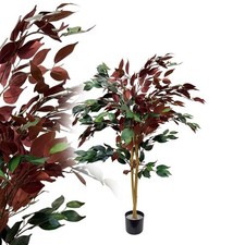 Roter Ficus Elastica Benjamin