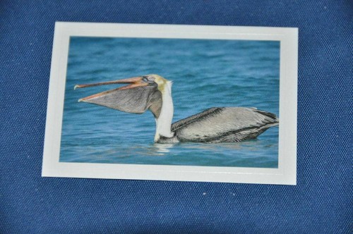 Rewe abenteuer tierwelt - rewe,
