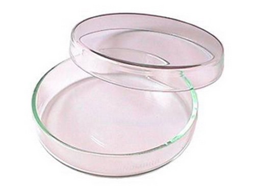 Petrischale aus glas - -,