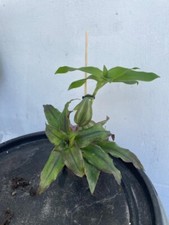 Basket Plant (3) Callisia +