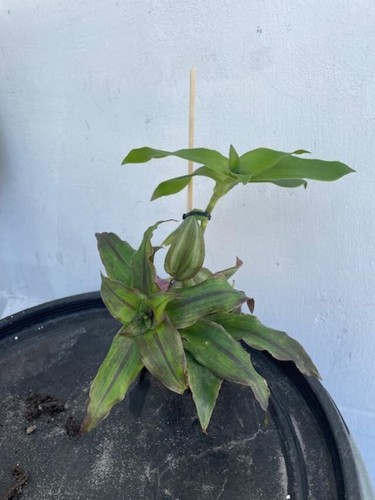 Basket plant callisia - plant, +