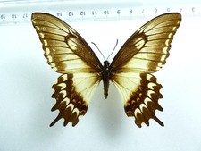 ENTOMOLOGIE, SCHMETTERLING: PAPILIO LYCOPHRON GEMISCHTE FORM WEIBLICHES BRASIL SELTEN!