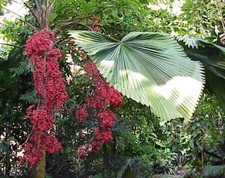 SAMEN VANUATA PALME Zimmerpflanze Wintergarten Terrasse Balkon große Topfpflanze