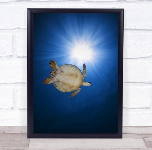 Schildkröte unterwasser grün - unterwasser,