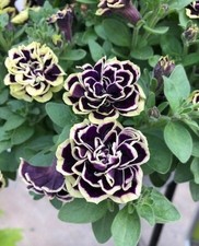 002428A Petunie midnight gold