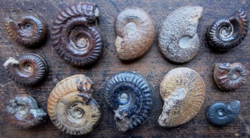 Fossilien ammonit jura - jura, lias