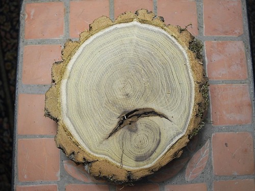 Akazie diy baumscheibe ca - ,