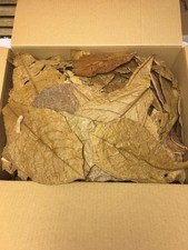 Seemandelbaumblätter kg - seemandelbaumblätter,