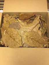 Seemandelbaumblätter 0,5 Kg unsortierte B-Ware Catappa Leaves Wasseraufbereitung