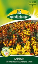 Goldlack Samen von Quedlinburger Saatgut