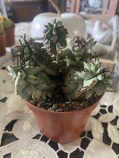 Succulente Euphorbia Horrida