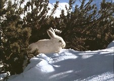 Hasen Lepus varronis Alpenschneehase