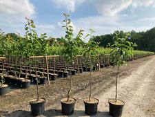 4 Obstbäume in Sorten 150cm Kirsche Lapins , Roter Boskoop  Aprikose , Pfirsich 