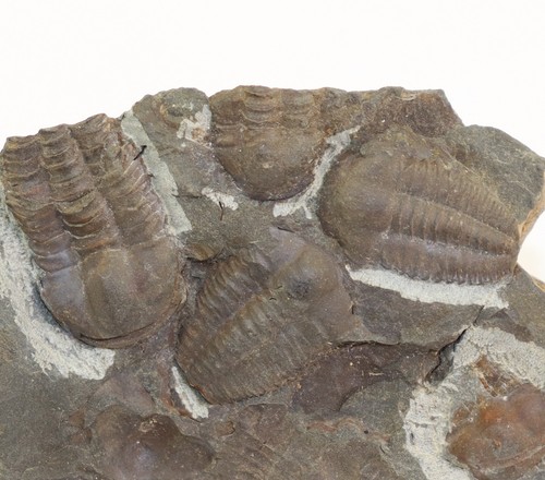 Trilobit ellipsocephalus - trilobit,,