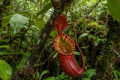 003039a nepenthes truncata - 003039a,
