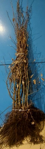 Hainbuche hainbuchenhecke - hainbuche/, hainbuchenhecke/