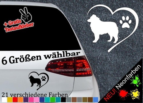 Shepherd australian herz - shepherd,