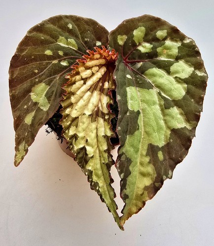 Schöne begonia lucifer - schöne,