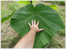 Paulownia Shan Tong 100 200