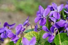 Samen das violette - das,