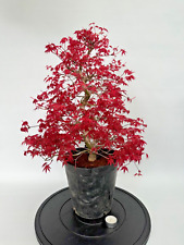Bonsai Acer Palmatum Deshojo Ahorn Fächerahorn Nr. 4671 Pre Bonsai beliebt rot