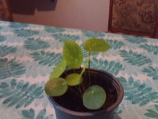 Kleine Pilea Peperomioides ,Ufopflanze Zimmerpflanze