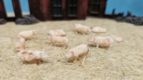 Schweine hausschweine 10 - schweine,