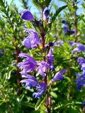 Moldawische Melisse (Dracocephalum moldavica) Samen Türkischer Drachenkopf