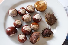 10 Kastanien + -Hüllen zum Basteln Deko Floristik Natur