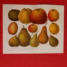 Orig.(1910) Chromolithographie Obstsorten  