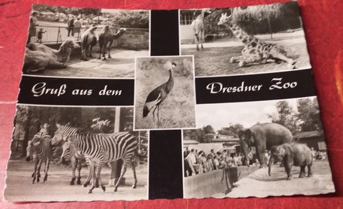 Alte elefant zebra - zebra, zoo