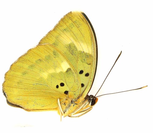 Schmetterlinge nymphalidae - schmetterlinge,,
