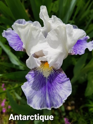 Schwertlilie iris - schwertlilie,,