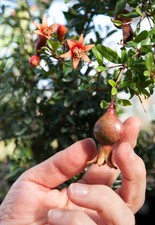 SAMEN  Zier-Granatapfel  einfach toll minimalistisch Obst Miniaturbaum Bonsai