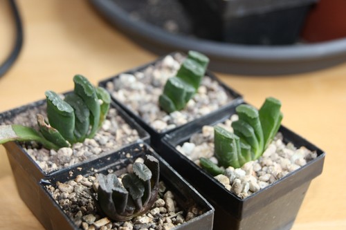 Haworthia truncata - ,