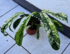 Kräftige Epipremnum Giganteum Variegata Etablierte Pflanze