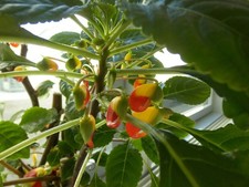 Kongolieschen Impatiens niamniamensis Steckling mit Wurzeln