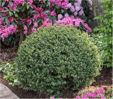 1 x Ilex crenata 'Stokes‘