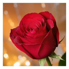 Poster Wandbild Rote Rose in