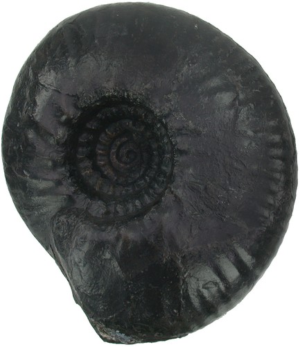 Kreide polyptychites - kreide,
