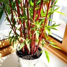 Roter Bambus - Pflanzen für