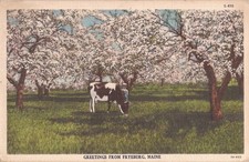 Freyburg, MAINE - Cow & Cherry