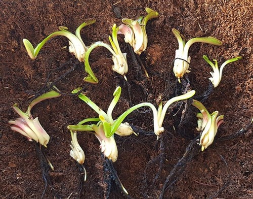 Dionaea muscipula set - dionaea,