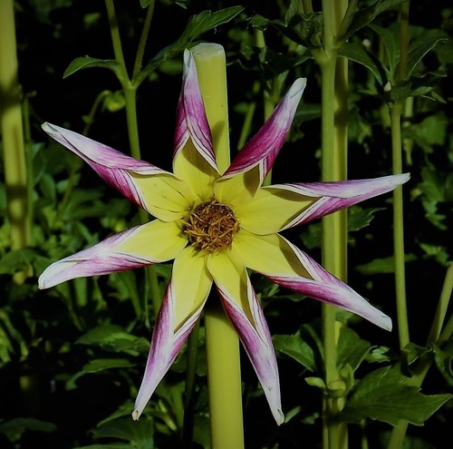 Dahlien - (◕‿◕)\@,