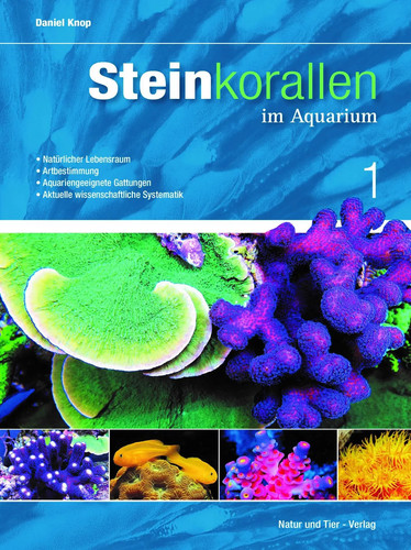 Steinkorallen aquarium - steinkorallen, im