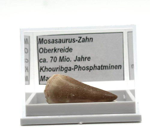 Schöner mosasaurus zahn - 1,