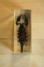 Mini Biester 5 Stück Insekten ohne Heft