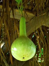 10 Samen Flaschenkürbis Kalebassen Lagenaria Siceraria Kürbis Kalebasse